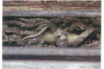 鳳凰の彫刻